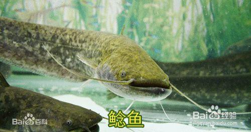 集市上如何掏到野生鯰魚