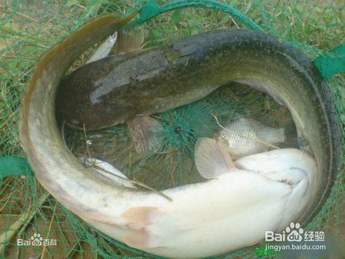 集市上如何掏到野生鯰魚