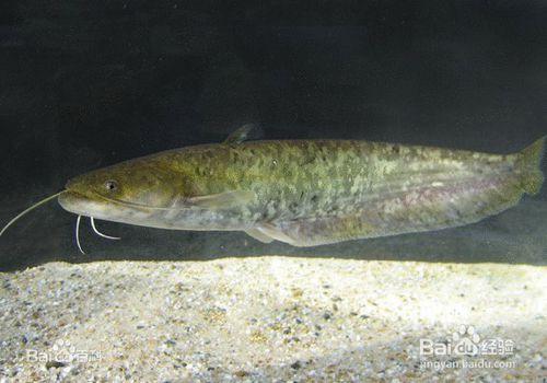 集市上如何掏到野生鯰魚