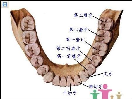 為什麼要拔除智齒？