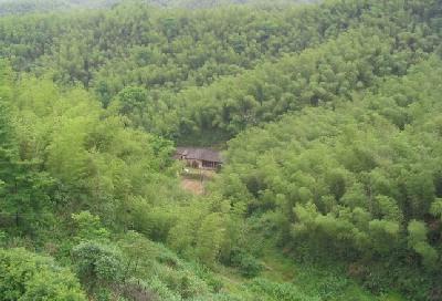 竹海青山遊之—大別山主峰景區