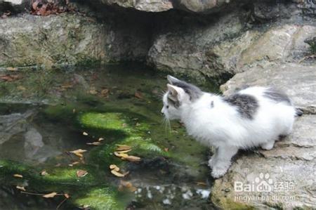 如何處理廣州校園流浪貓