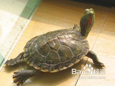 巴西龜怎麼看年齡