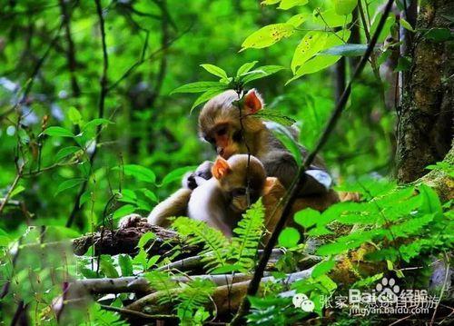 邵陽到張家界自駕遊、自助遊、精華之旅行！