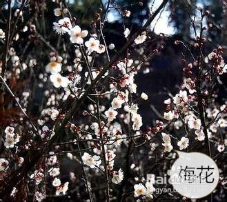 冬天開的花幫助我什麼