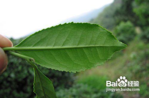 安溪鐵觀音春茶的品質介紹