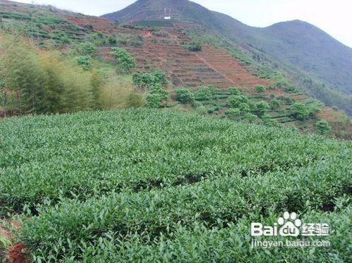 安溪鐵觀音春茶的品質介紹