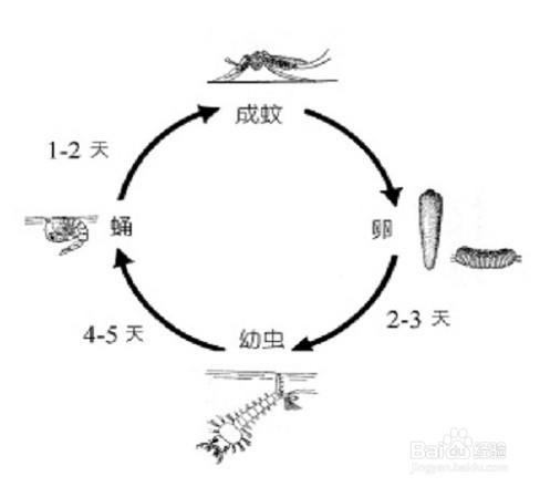 夏季如何在預防登革熱？