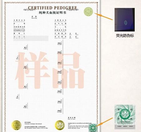 鑑別偽造證件的技巧