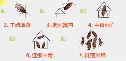 家裡有蟑螂的原因，滅除蟑螂正確的方法