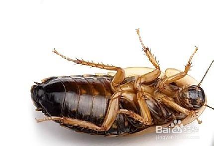 家裡有蟑螂的原因，滅除蟑螂正確的方法