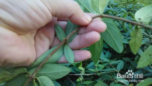 陽臺花園：[11]金銀花怎麼扦插，金銀花怎麼種