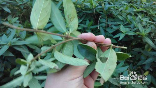 陽臺花園：[11]金銀花怎麼扦插，金銀花怎麼種