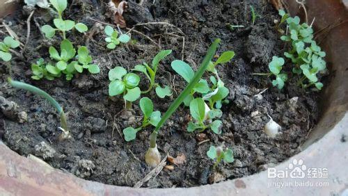 陽臺花園：[11]金銀花怎麼扦插，金銀花怎麼種