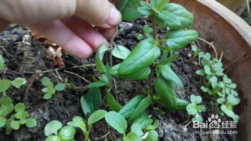 陽臺花園：[11]金銀花怎麼扦插，金銀花怎麼種