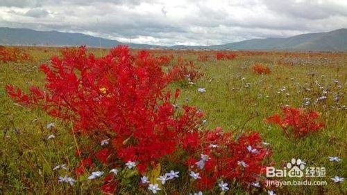 驢友圈帶您走進香格里拉之秋 狼毒花的火紅世界