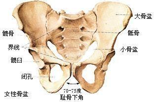 盆骨矯正帶有用嗎？