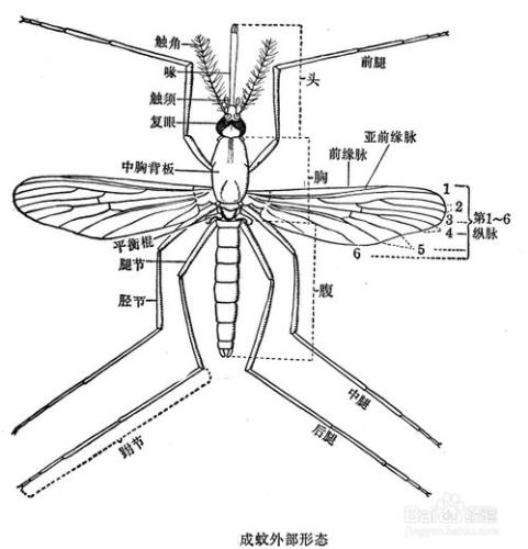 夏天防蚊蟲小妙招：土法驅蚊