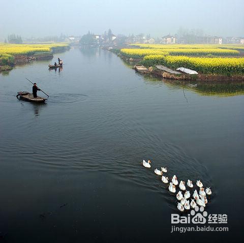 五一推薦：泰州千島賞菜花