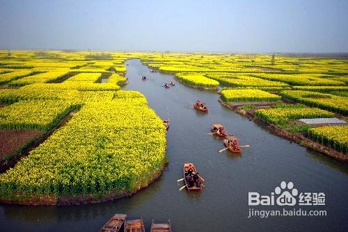 五一推薦：泰州千島賞菜花