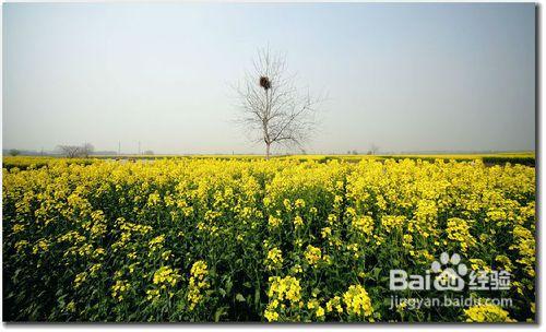 五一推薦：泰州千島賞菜花