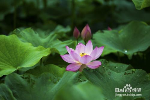 石象湖沒有石像只有花