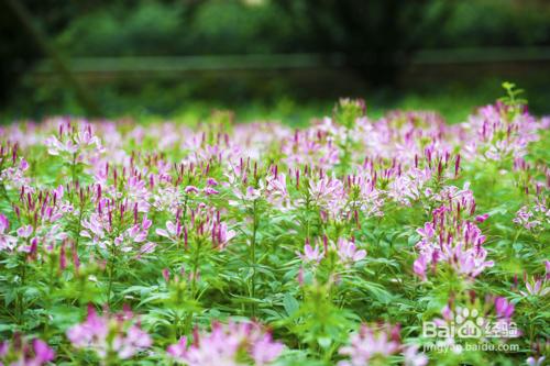 石象湖沒有石像只有花