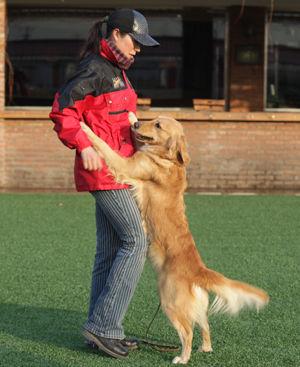 怎樣訓練狗狗“禁止撲人”？