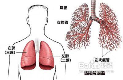 導致肺癌的原因