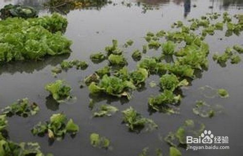 開蔬菜農場選擇農業用地需要考慮哪些因素