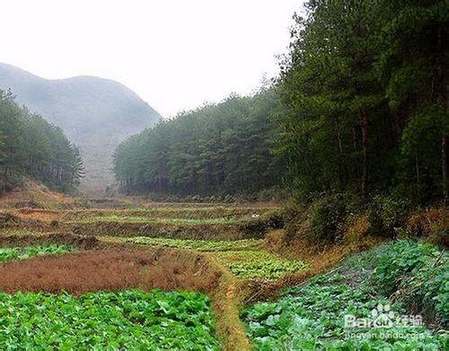 開蔬菜農場選擇農業用地需要考慮哪些因素