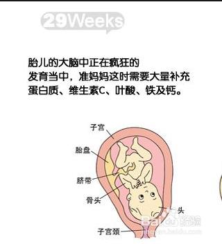 懷孕第八個月胎兒和準媽媽的症狀