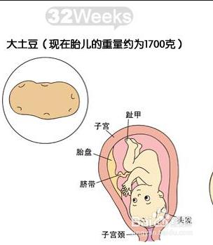 懷孕第八個月胎兒和準媽媽的症狀