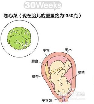 懷孕第八個月胎兒和準媽媽的症狀