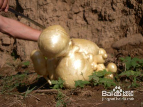 肉靈芝治癌嗎？什麼樣的太歲肉靈芝有抗癌的功效