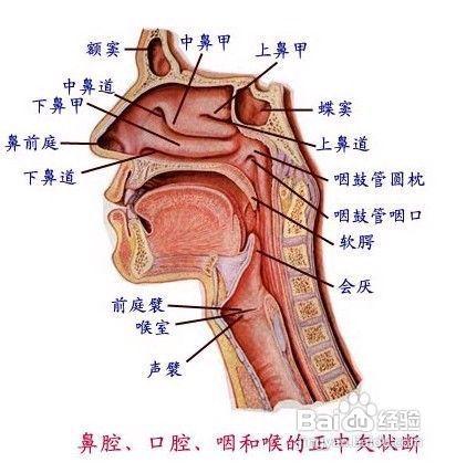 美諾絲篩前神經阻斷術