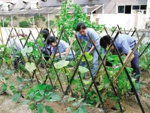 如何種植黃瓜