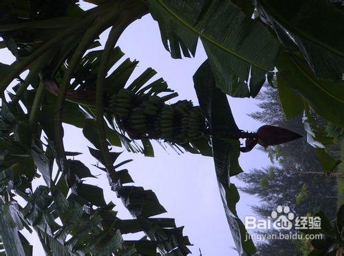 普吉島旅遊的注意事項