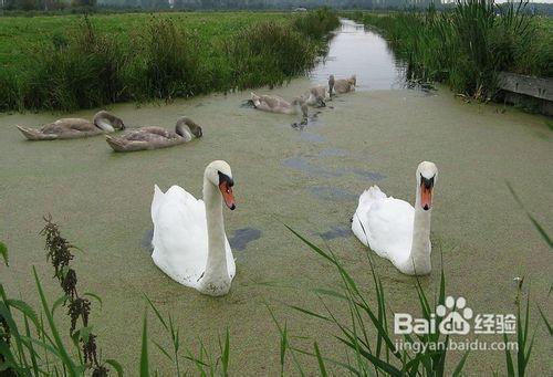 怎麼樣預防h7n9？h7n9禽流感怎麼預防？