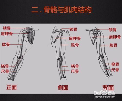 旺旺噠每日教程《手臂系列-大肌肉》