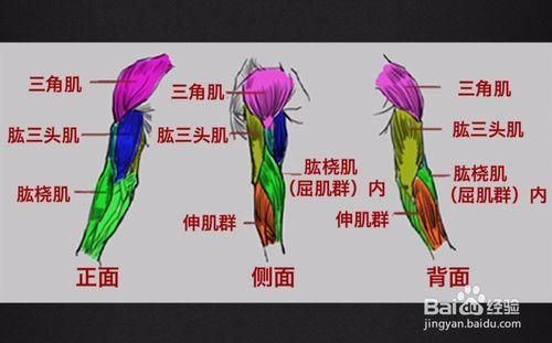 旺旺噠每日教程《手臂系列-大肌肉》