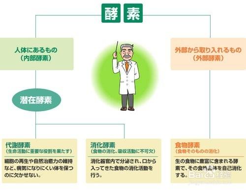 認識什麼是酵素