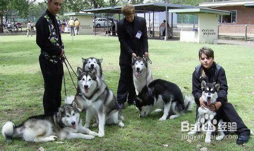 訓練阿拉斯加犬的三大基本專案