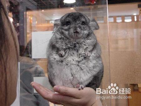 龍貓飼養指引教你龍貓怎麼養