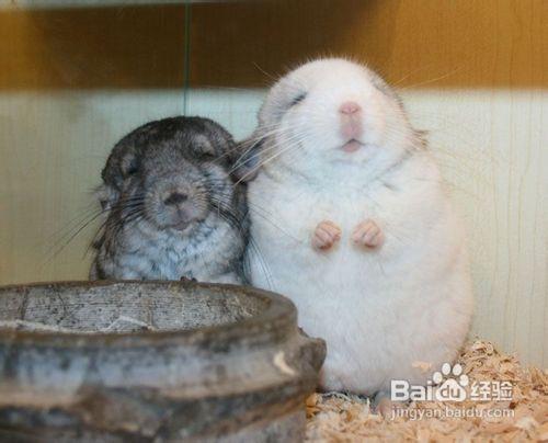 龍貓飼養指引教你龍貓怎麼養