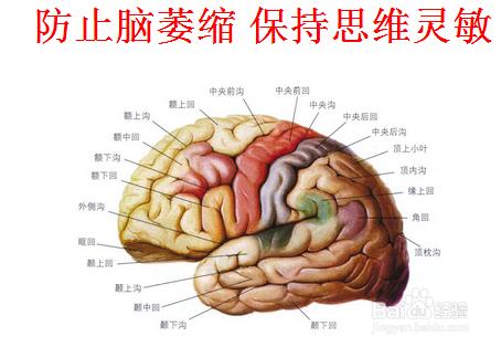 防止腦萎縮 保持思維靈敏