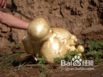 食用太歲肉靈芝可以治什麼病，治病防癌