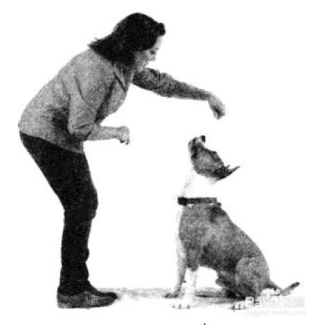 怎麼訓練狗狗坐起來（舉前腿）