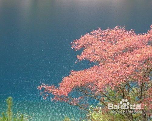 去九寨溝旅遊要多少錢_九寨溝旅遊價格