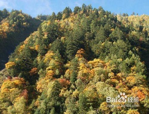 去九寨溝旅遊要多少錢_九寨溝旅遊價格